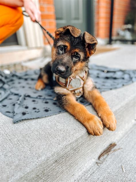 𝐑𝐮𝐥𝐞𝐬 𝐟𝐨𝐫 𝐞𝐯𝐞𝐫𝐲 𝐝𝐨𝐠 𝐢𝐬 𝐝𝐢𝐟𝐟𝐞𝐫𝐞𝐧𝐭 As a puppy, I had very strict rules
