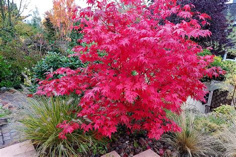 How To Grow And Care For Japanese Maple Trees