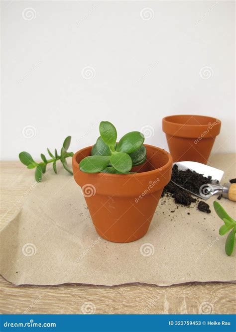 how to propagate jade plant 10