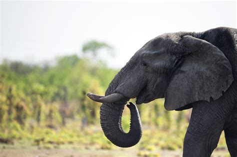 Zimbabwe to sell hunting rights for 500 endangered elephants | The