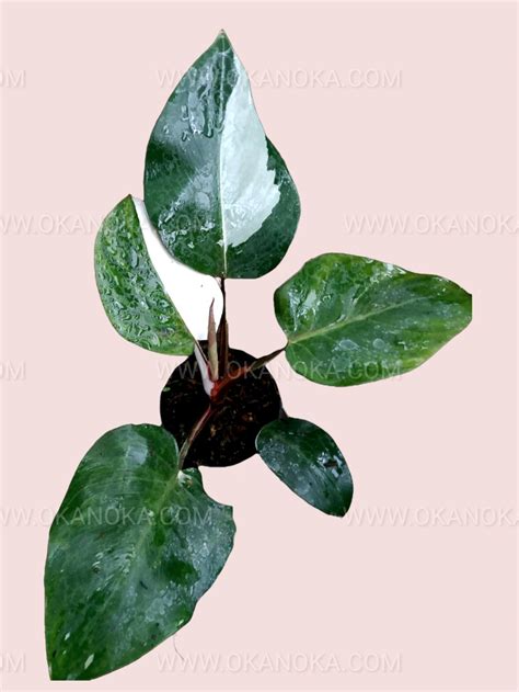Philodendron White Knight – Okanoka