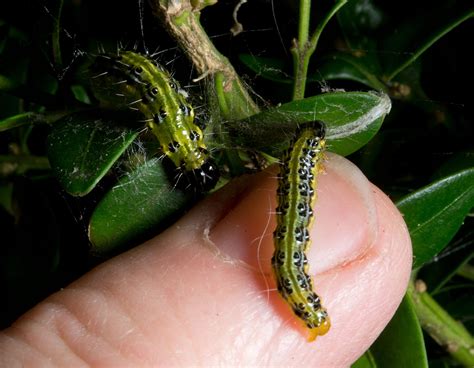 Invasive box tree moth found in Michigan's Thumb region