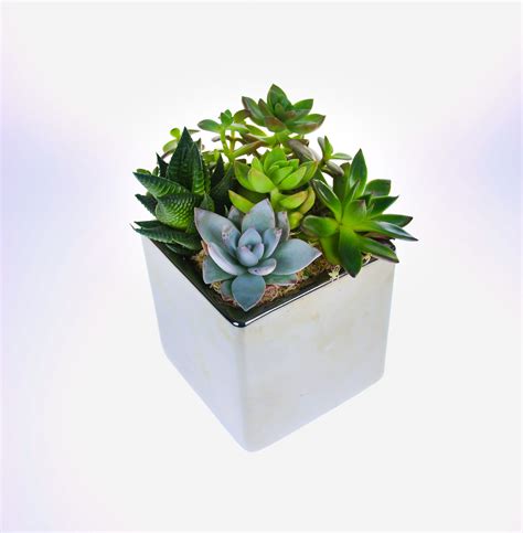 youll love   fully assembled succulent planters  art