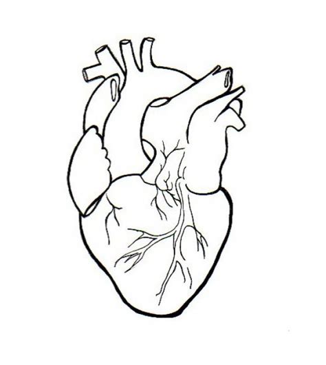 Human Heart Drawing Outline At Getdrawings Free Download