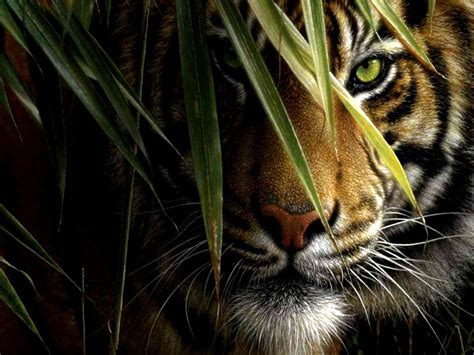 nature animal wallpapers top  nature animal backgrounds