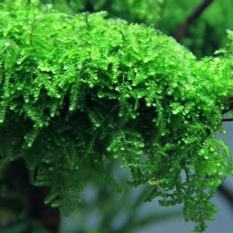 Dennerle Plants Vesicularia Ferriei Weeping Moss In Vitro NatHab