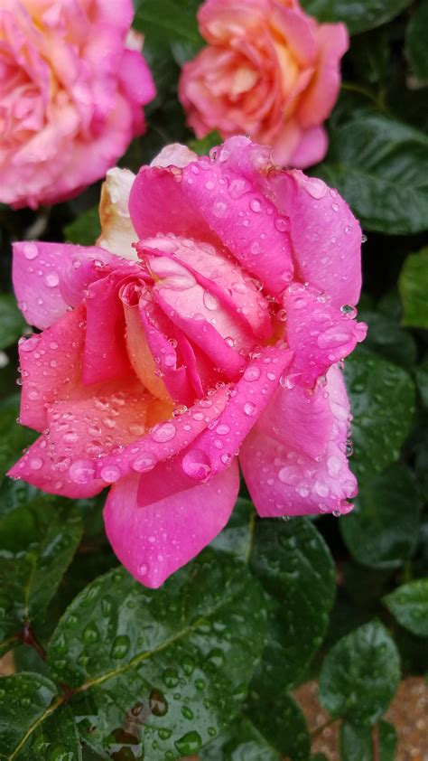 Just bought a house and inherited a rose bush! : gardening