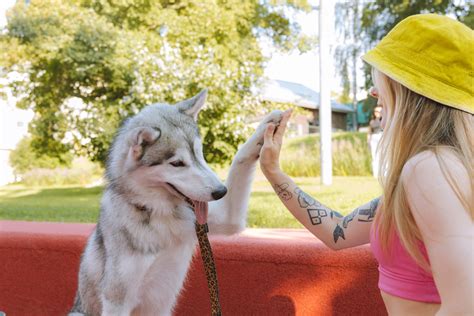 10 Best Dog Training Clickers - iHeartDogs.com