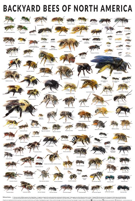 Backyard Bees of North America : r/coolguides