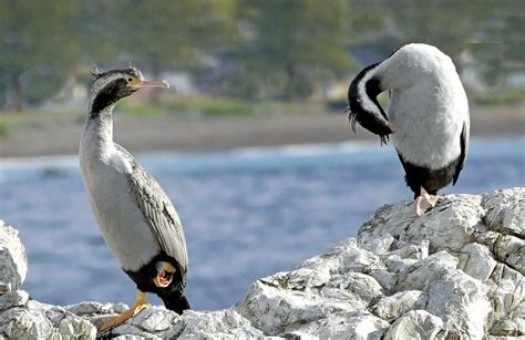 Spotted Shag NZ Phalacrocorax Punctatus Free Photo Rawpixel