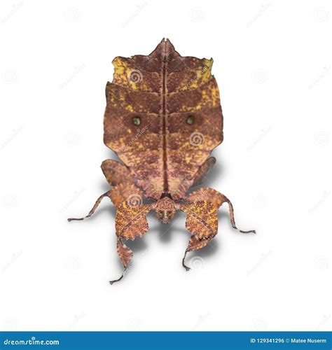 Brown Form Female Leaf Insect Phyllium Ericoriai Stock Photo Image Of