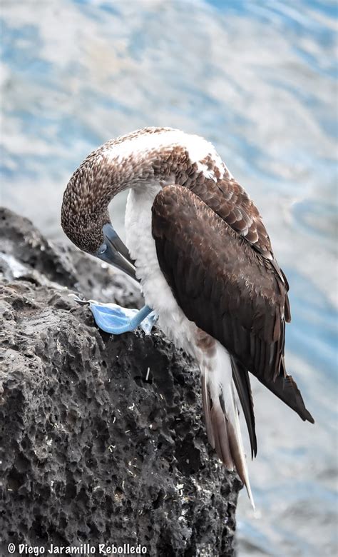 Piquero de patas azules Archipiélago de Galápagos Ecuado Flickr