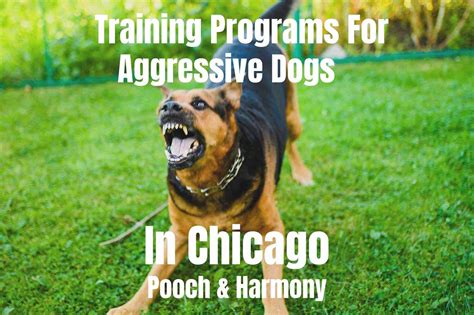 Training Programs for Aggressive Dogs in Houston - Pooch & Harmony