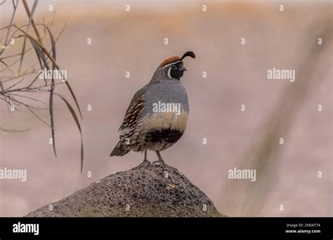 Gambels Quail Male Perched Hi Res Stock Photography And Images Alamy