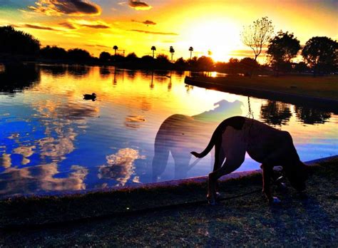 Indian Steele Park Boxer Dogs African Lion Puppies