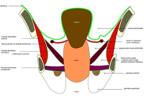 Anatomie Du Diaphragme Pelvien