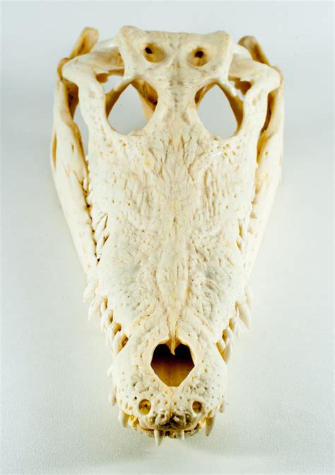 Saltwater Crocodile Skull Taxidermy Crocodile Darwin