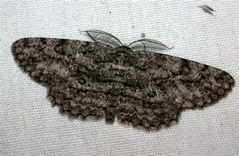 umber moth guide  york natural heritage program