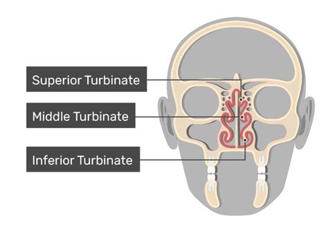 Nasal Turbinates Anatomy