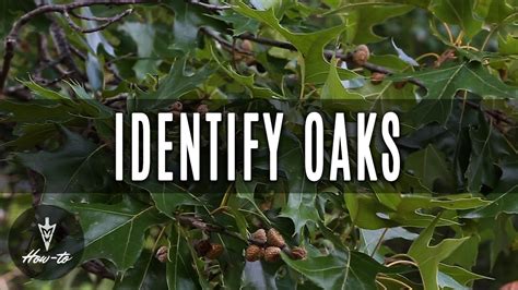 How To Identify Oak Trees Youtube