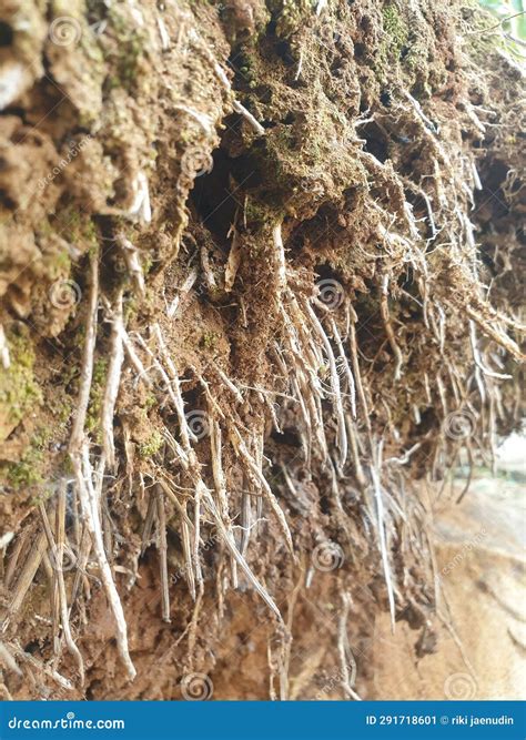 Bamboo Roots that Spread Throughout the Plantation are Called Fibrous