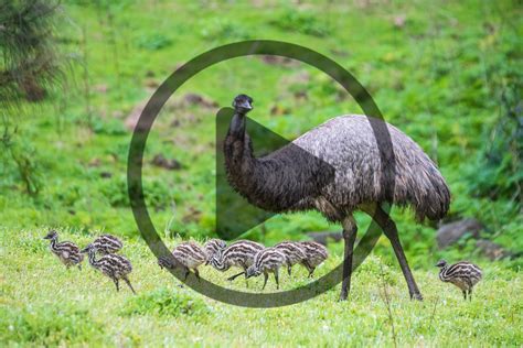 raising emus  profit mother earth news