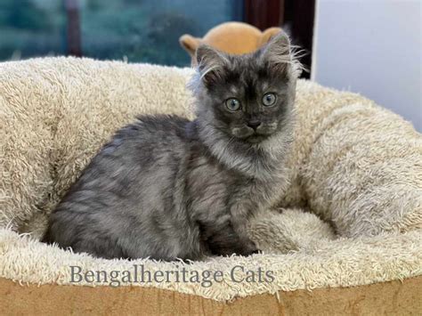 Cashmere Bengal Kittens | Bengalheritage Cats Ltd. | VIEW MORE