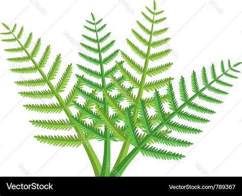 Green Fern Leaves Royalty Free Vector Image Vectorstock