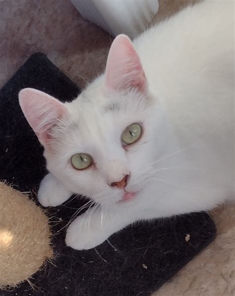 midget  wscr cat   week news sports jobs post journal