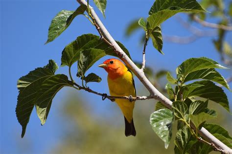 Meet The Western Tanager A Sunset Colored Songbird Birds And Blooms