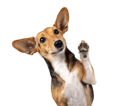 Adopt a dog near me free programs are saving thousands of lives 12