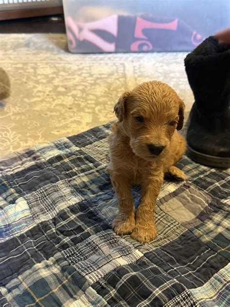 King Joey Joy - Goldendoodle Puppy for Sale in Phoenix, AZ | Lancaster