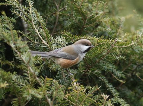 Pioneer Birding: MA - Boreal Chickadee in the Berkshires!