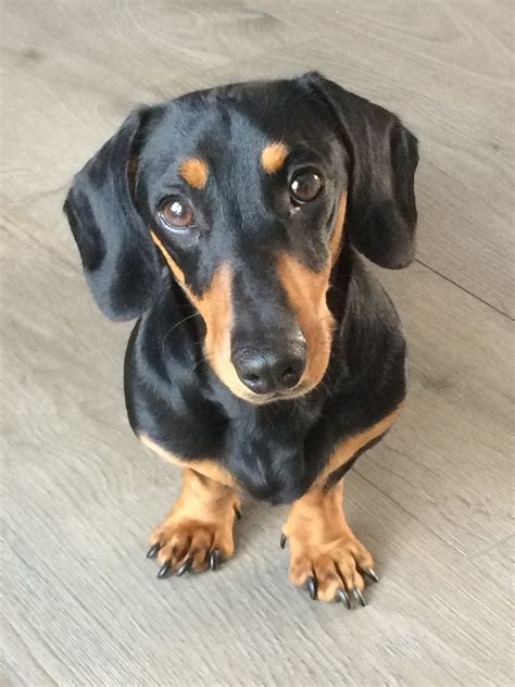 Dachshund Rescue Uk Emergency Fostering Rehoming Adoption