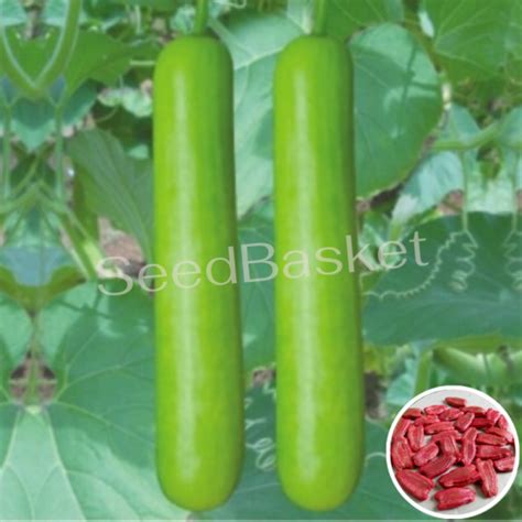 Buy Bottle Gourd Hybrid Seeds Online In India