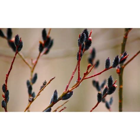 Black Pussy Willow Salix Gracilistyla Melanostachys Kurome