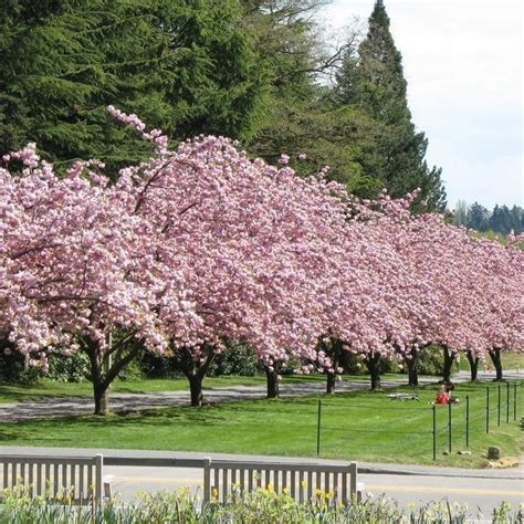 Kwanzan Cherry Tree | Kwanzan Cherry Tree for Sale — PlantingTree