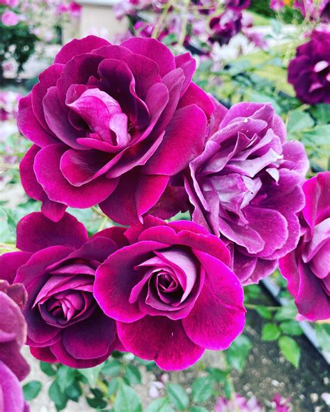 Outside Wonder - A walk around the neighborhood revealed...