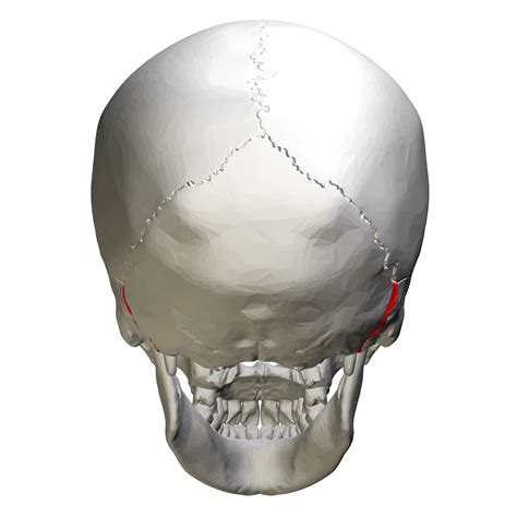 File Occipitomastoid Suture Skull Posterior View01 Png Wikimedia