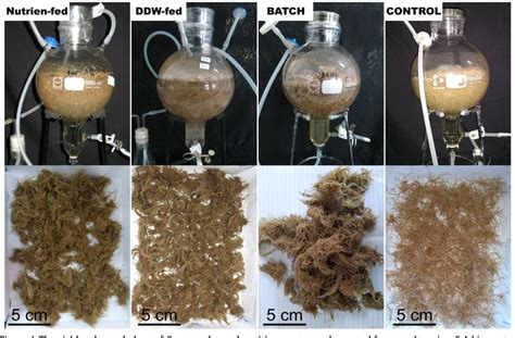 Figure From Optimization Of Biomass And Secondary Metabolite