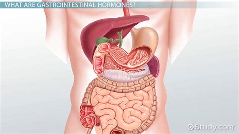 Gastrointestinal Hormones | Definition & Function - Lesson | Study.com