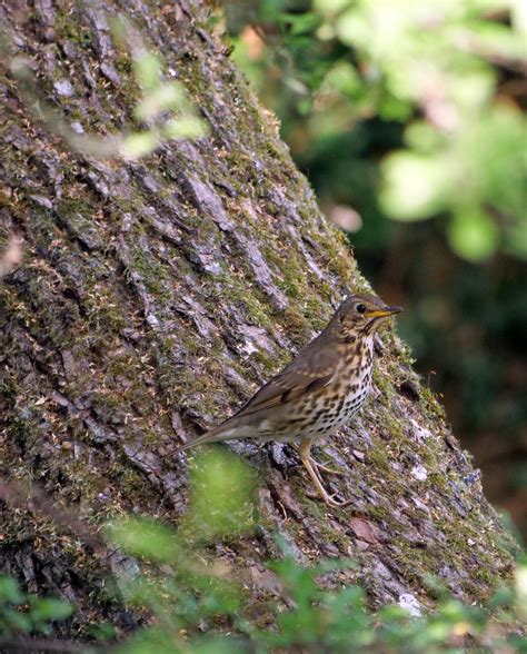 Song Thrush Song Thrush Heard It Singing This Morning So Flickr