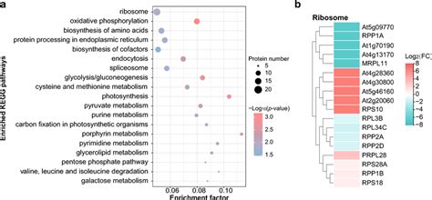 Enriched Kegg Pathways Differ In Abundance Between The Germinating