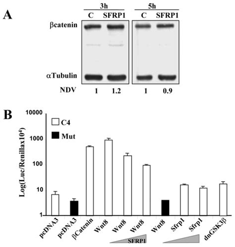 Sfrp Activities Do Not Modify Catenin Transcriptional Activity A