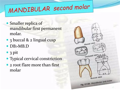 Tooth morphology...the architecture of god | PPTX