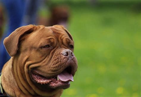 de, brown, young, pets, grass, mouth open, facial expression, sunny