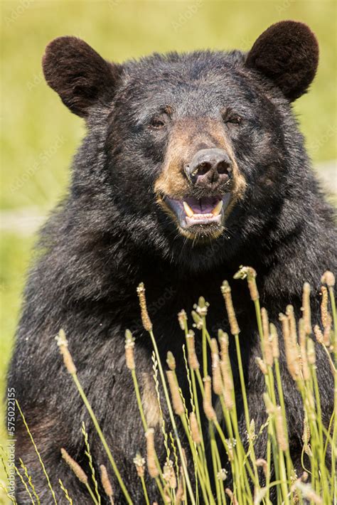 The American black bear, also known as the black bear , is a medium ...