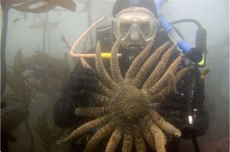 Swarm of sea urchins wreaks destruction on US West Coast