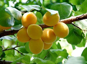 Een Abrikozenboom Planten En Verzorgen Fruitbomen Net