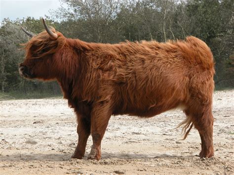 Image*After : images : cow frisian red fur horns heffer calf thick coat of